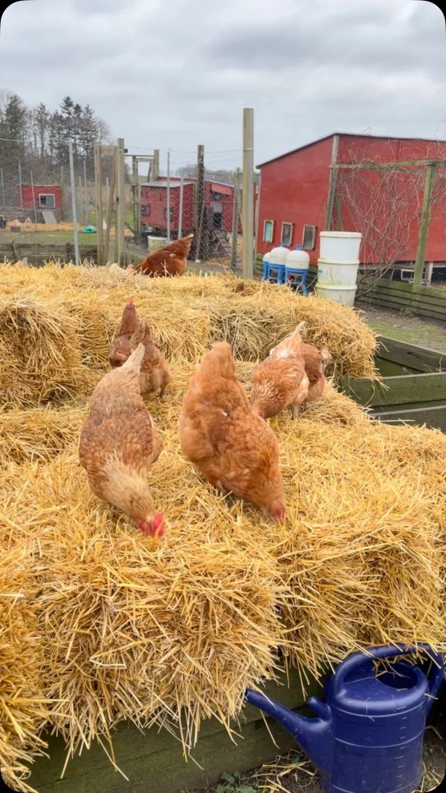 Lækker hønse dag med nye halmballer🐓🥰. #nyord #møn #bedandbreakfast #farmlife