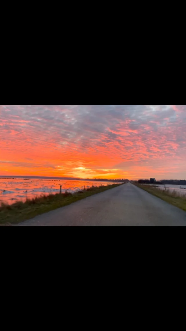 Smuk tur på vej hjem, hen over engene på Nyord.  #nyord #møn #bedandbreakfast #straagaarden_nyord #onmywayhome #sunset