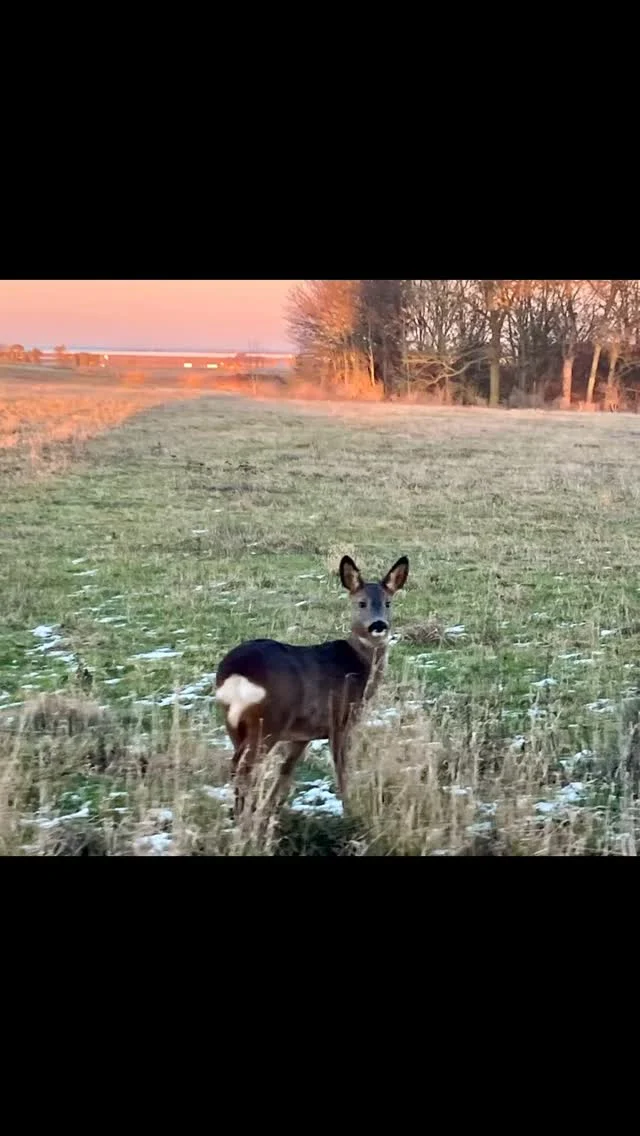 Sikke en velkomstkomité, der venter os når vi kommer fra arbejde🥰. #nyord #møn #bedandbreakfast #straagaarden_nyord #deer