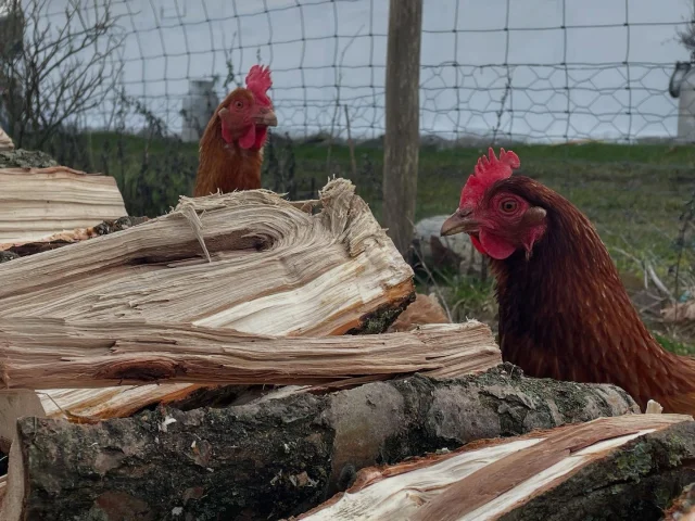 Endnu en dejlig dag med brænde - nu med hjælp til hønsene🐓🪵🐓 #strågårdennyord #bedandbreakfast #brænde #nyord #chicken