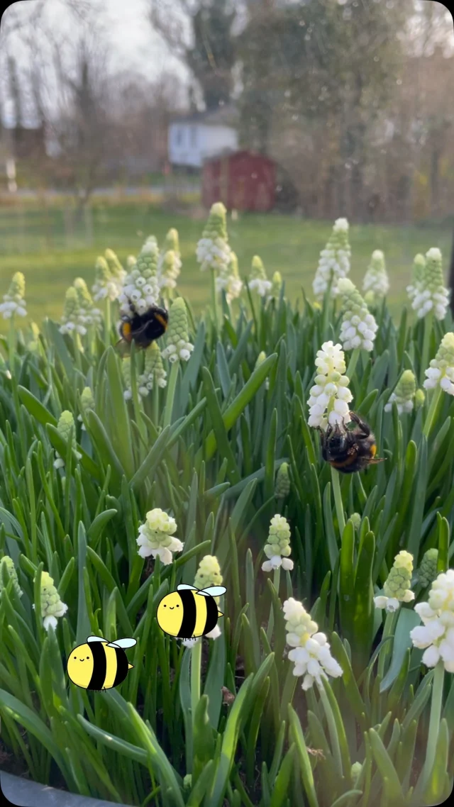 Der er forår i luften🌱🌼🐝☀️🌻. #nyord #bedandbreakfast #møn #forårsfornemmelser  #straagaarden_nyord