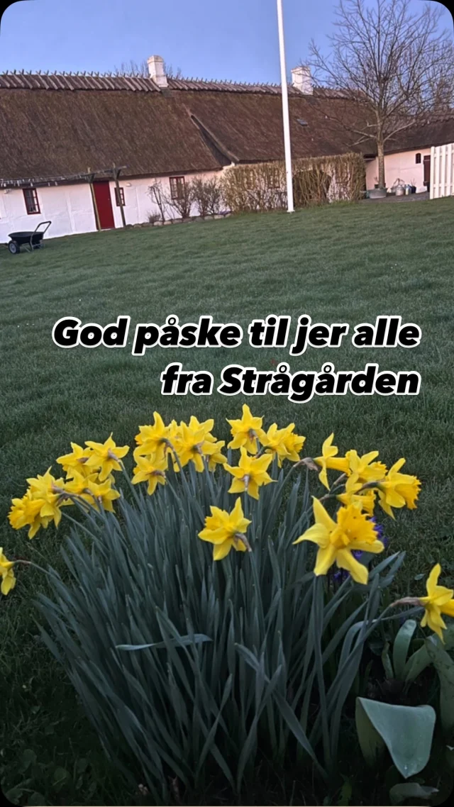 Det er blevet påske og vi har åbnet for sæsonen. Vi har stadig et par ledige værelser, hvis du skulle have lyst til en lille g’et away 🐣🐥☀️ #strågårdennyord #påske #bedandbreakfast #ferie #møn
