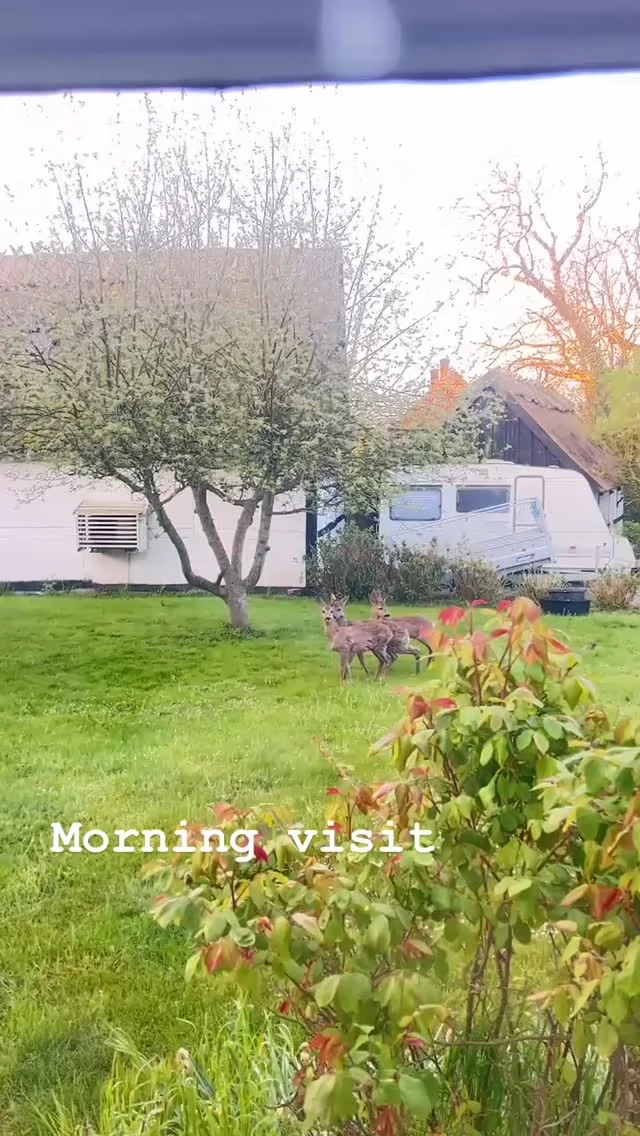 #nyord #bedandbreakfast #strågårdennyord #møn #getaway